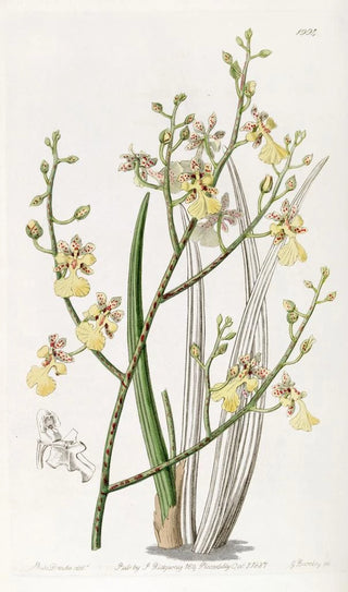 Sydenham Edwards - Chiveleaved Oncidium.webp