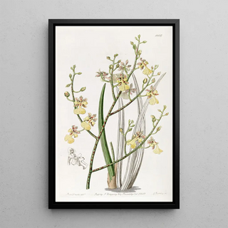 Sydenham Edwards - Chiveleaved Oncidium.webp