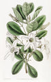 Anthocercis visqueux - Sydenham Edwards — artwork view