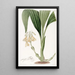 Calanthe en racimos - Sydenham Edwards — cuadro enmarcado en la pared