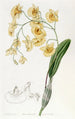 Dendrobium en racimos - Sydenham Edwards — vista de la obra