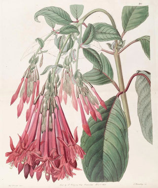 Sydenham Edwards - Clusterflowered Fuchsia.webp