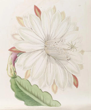 Sydenham Edwards - Crenated Torch Thistle.webp