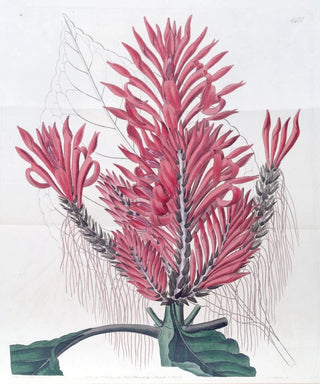 Sydenham Edwards - Crested Aphelandria.webp