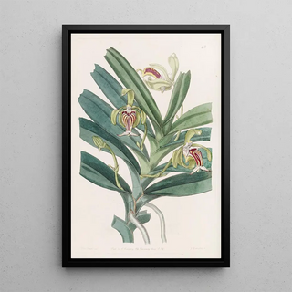 Sydenham Edwards - Crested Vanda.webp