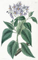 Frisée-leaf Solanum painting - Sydenham Edwards — artwork view