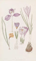 Crocus - Sydenham Edwards — vista de la obra