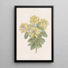 Cytise dalmate - Sydenham Edwards — cuadro enmarcado en la pared