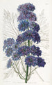 Delphinium Barlowii - Sydenham Edwards — vista de la obra