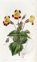 Didynamia Angiospermia - Sydenham Edwards — vista de la obra