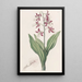 Fairbloom décoloré - Sydenham Edwards — framed artwork on a wall