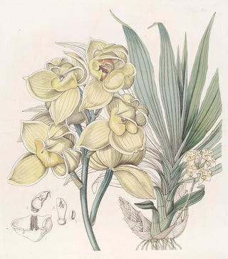 Sydenham Edwards - Dislocated Mormodes.webp