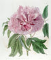 Peony Shrub Frisée Double Red - Sydenham Edwards — artwork view