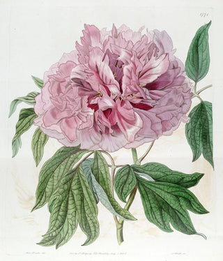 Sydenham Edwards - Doublered curled Tree Paeony.webp
