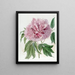 Peony Shrub Frisée Double Red - Sydenham Edwards — framed artwork on a wall