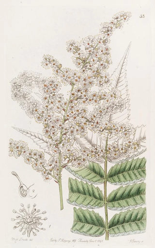 Sydenham Edwards - Dr Lindleys Spiraea.webp