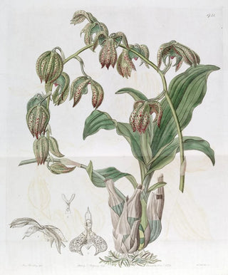 Sydenham Edwards - Drooping Flywort.webp