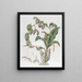 Moucherolle à feuilles penchées - Sydenham Edwards — framed artwork on a wall