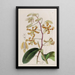 Dendrobium terne - Sydenham Edwards — cuadro enmarcado en la pared