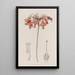 Elegant Bessera - Sydenham Edwards — framed artwork on a wall