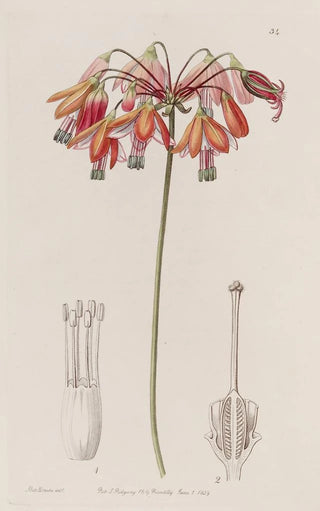 Sydenham Edwards - Elegant Bessera.webp