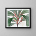 Clavija elegante - Sydenham Edwards — cuadro enmarcado en la pared
