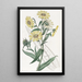 Madia elegante - Sydenham Edwards — cuadro enmarcado en la pared