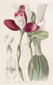 Lycaste à fleurs régulières - Sydenham Edwards — artwork view