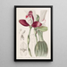 Lycaste à fleurs régulières - Sydenham Edwards — framed artwork on a wall