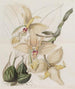 Stanhopea à quatre cornes - Sydenham Edwards — artwork view