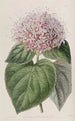 Clérodendron odorant - Sydenham Edwards — artwork view