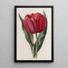 Tulip by Gesner - Sydenham Edwards — framed artwork on a wall