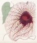 de Aristolochia gigante - Sydenham Edwards — vista de la obra