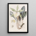 Brassavola glauca - Sydenham Edwards — cuadro enmarcado en la pared