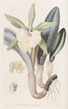 Brassavola glauca - Sydenham Edwards — vista de la obra