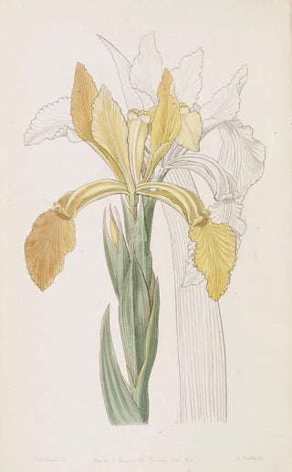 Sydenham Edwards - Golden Iris.webp