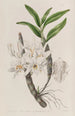 Dendrobium with golden flowers - Sydenham Edwards — artwork view