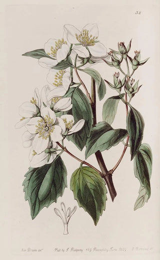 Sydenham Edwards - Gordons Philadelphus.webp