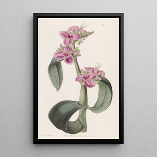 Sydenham Edwards - Goutyjointed Spiderwort.webp