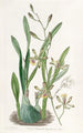 Épidendrum gracioso - Sydenham Edwards — vista de la obra