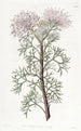 Isopogon elegante - Sydenham Edwards — vista de la obra