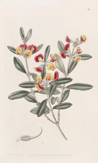 Sydenham Edwards - Headed Oxylobium.webp