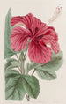 Hibiscus cameronifulgens - Sydenham Edwards — vista de la obra