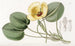 Limnocharis de Humboldt - Sydenham Edwards — vista de la obra