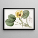 Limnocharis de Humboldt - Sydenham Edwards — cuadro enmarcado en la pared