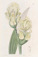 Iris Embroidered Painting - Sydenham Edwards — artwork view