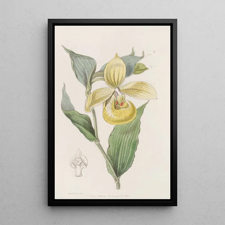 Sydenham Edwards - Irapean Ladys Slipper or Pelican flower.webp