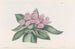 Tradescantia iridescente - Sydenham Edwards — artwork view