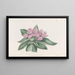 Tradescantia iridescente - Sydenham Edwards — framed artwork on a wall