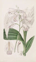 Bletia japonaise - Sydenham Edwards — artwork view